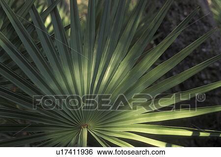 Palmetto leaves, Cumberland Island National Seashore, GA, Golden Isles, barrier island, Georgia View Large Photo Image Stock Photograph - Palmetto leaves, Cumberland Island National Seashore, GA, Golden Isles, barrier island, Georgia. Fotosearch