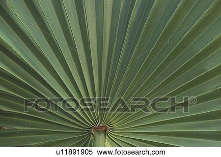 Palmetto leaves, Cumberland Island National Seashore, GA, Golden Isles, barrier island, Georgia View Large Photo Image Stock Photography - Palmetto leaves, Cumberland Island National Seashore, GA, Golden Isles, barrier island, Georgia. Fotosearch