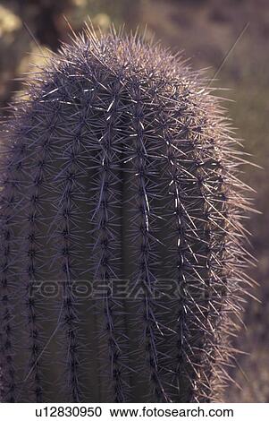 Saguaro National Park, AZ, Arizona, Cactus View Large Photo Image Stock Image - Saguaro National Park, AZ, Arizona, Cactus. Fotosearch