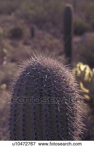Saguaro National Park, AZ, Arizona, Cactus View Large Photo Image Stock Photo - Saguaro National Park, AZ, Arizona, Cactus. Fotosearch