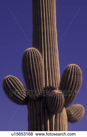 Saguaro National Park, AZ, Arizona, Saguaro Cactus View Large Photo Image Stock Photo - Saguaro National Park, AZ, Arizona, Saguaro Cactus. Fotosearch