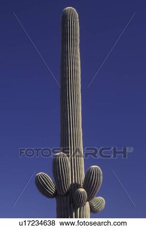 Saguaro National Park, AZ, Arizona, Saguaro Cactus View Large Photo Image Stock Photo - Saguaro National Park, AZ, Arizona, Saguaro Cactus. Fotosearch