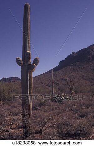 Stock Photo -  Saguaro National Park, AZ, Arizona, Tucson Mountain District, Saguaro Cactus. Fotosearch