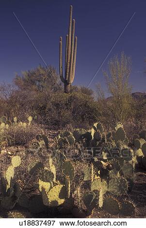 Saguaro National Park, AZ, Arizona, Tucson Mountain District, Saguaro Cactus View Large Photo Image Stock Photo - Saguaro National Park, AZ, Arizona, Tucson Mountain District, Saguaro Cactus. Fotosearch