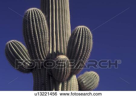 Saguaro National Park, AZ, Arizona, Saguaro Cactus View Large Photo Image Stock Photograph - Saguaro National Park, AZ, Arizona, Saguaro Cactus. Fotosearch