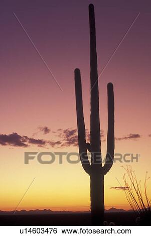 Saguaro National Park, AZ, Arizona, Saguaro Cactus, sunset View Large Photo Image Stock Photograph - Saguaro National Park, AZ, Arizona, Saguaro Cactus, sunset. Fotosearch