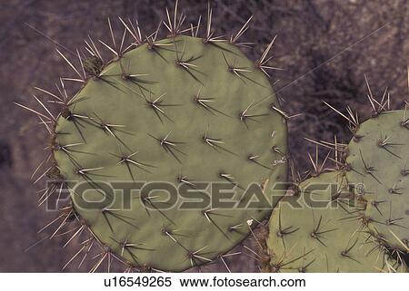 Saguaro National Park, AZ, Arizona, Prickly Pear Cactus View Large Photo Image Stock Photography - Saguaro National Park, AZ, Arizona, Prickly Pear Cactus. Fotosearch