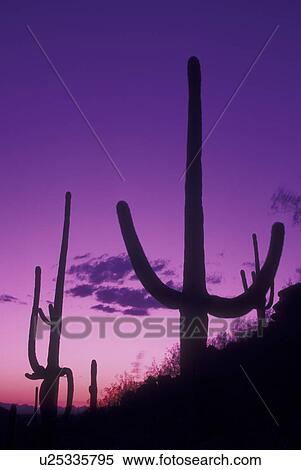 Saguaro National Park, AZ, Arizona, Saguaro Cactus, sunset View Large Photo Image Stock Photography - Saguaro National Park, AZ, Arizona, Saguaro Cactus, sunset. Fotosearch
