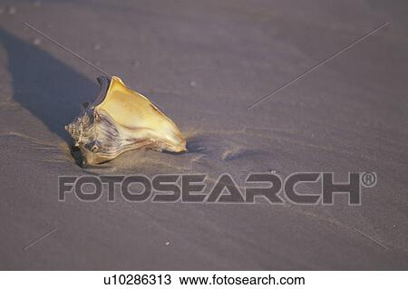seashells, Cumberland Island National Seashore, GA, Golden Isles, barrier island, Georgia View Large Photo Image Stock Image - seashells, Cumberland Island National Seashore, GA, Golden Isles, barrier island, Georgia. Fotosearch