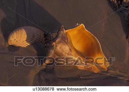 seashells, Cumberland Island National Seashore, GA, Golden Isles, barrier island, Georgia View Large Photo Image Stock Photo - seashells, Cumberland Island National Seashore, GA, Golden Isles, barrier island, Georgia. Fotosearch