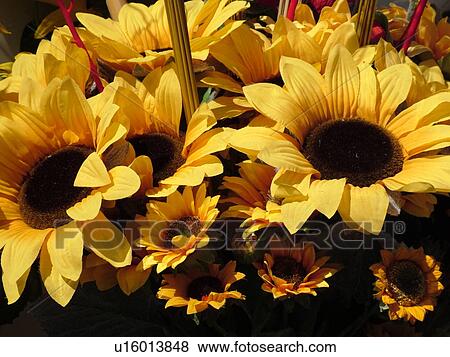 sunflowers, Liguria, Italy, Rapallo, Riviera di Levante, Ligurian Riviera, Europe, Silk sunflowers for sale at the outdoor market in the resort town of Rapallo. View Large Photo Image Stock Photo - sunflowers, Liguria, Italy, Rapallo, Riviera di Levante, Ligurian Riviera, Europe, Silk sunflowers for sale at the outdoor market in the resort town of Rapallo.. Fotosearch
