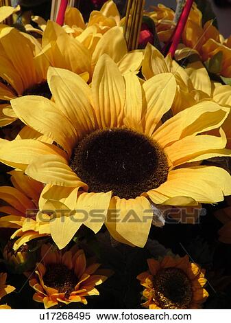 sunflowers, Liguria, Italy, Rapallo, Riviera di Levante, Ligurian Riviera, Europe, Silk sunflowers for sale at the outdoor market in the resort town of Rapallo. View Large Photo Image Stock Photography - sunflowers, Liguria, Italy, Rapallo, Riviera di Levante, Ligurian Riviera, Europe, Silk sunflowers for sale at the outdoor market in the resort town of Rapallo.. Fotosearch