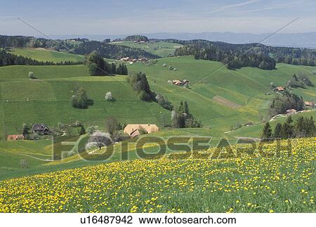 Stock Image -  Switzerland, Emmental, Bern, Affoltern, Europe, Scenic view of the fields of dandelions and farmland in Affoltern in the countryside of the Emmental Region in the spring in the Canton of Bern. . Fotosearch