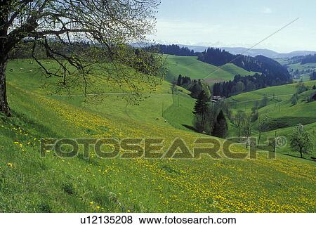 Stock Photo -  Switzerland, Emmental, Bern, Affoltern, Europe, Scenic view of the fields of dandelions and farmland in Affoltern in the countryside of the Emmental Region in the spring in the Canton of Bern. . Fotosearch