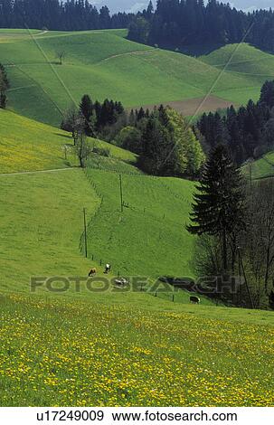 Switzerland, Emmental, Bern, Affoltern, Europe, Cows grazing in the fields of dandelions in Affoltern in the scenic countryside of the Emmental Region in the spring in the Canton of Bern. View Large Photo Image Stock Photo - Switzerland, Emmental, Bern, Affoltern, Europe, Cows grazing in the fields of dandelions in Affoltern in the scenic countryside of the Emmental Region in the spring in the Canton of Bern. . Fotosearch