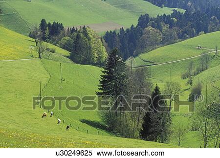 Switzerland, Emmental, Bern, Affoltern, Europe, Cows grazing in the fields in Affoltern in the scenic countryside of the Emmental Region in the spring in the Canton of Bern. View Large Photo Image Stock Photography - Switzerland, Emmental, Bern, Affoltern, Europe, Cows grazing in the fields in Affoltern in the scenic countryside of the Emmental Region in the spring in the Canton of Bern. . Fotosearch