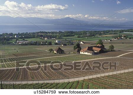 Stock Photo -  Switzerland, La Cote, Rolle, Lake Geneva, Vaud, Europe, Scenic view of the countryside covered with vineyards and the village of Rolle in the spring along Lac Leman in the Canton of Vaud. . Fotosearch