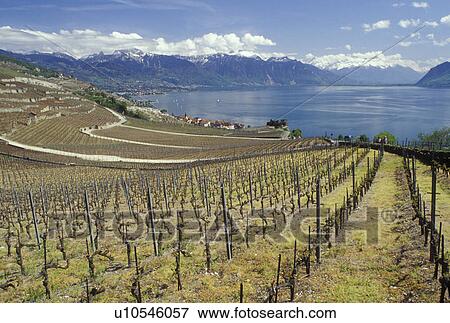 Switzerland, Lake Geneva, Vaud, Lavaux, Alps, Europe, Scenic view of the village of Rivaz surrounded by vineyards and the Alps along the lakeshore of Lac Leman in the spring in the Canton of Vaud. View Large Photo Image Stock Photo - Switzerland, Lake Geneva, Vaud, Lavaux, Alps, Europe, Scenic view of the village of Rivaz surrounded by vineyards and the Alps along the lakeshore of Lac Leman in the spring in the Canton of Vaud.. Fotosearch