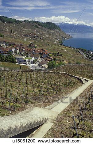 Switzerland, Lavaux, Vaud, Lake Geneva, Alps, Europe, Picturesque village of Riex surrounded by vineyards along the lakeshore of Lac Leman in the spring in the Canton of Vaud. Scenic view of the Alps across Lake Geneva. View Large Photo Image Stock Image - Switzerland, Lavaux, Vaud, Lake Geneva, Alps, Europe, Picturesque village of Riex surrounded by vineyards along the lakeshore of Lac Leman in the spring in the Canton of Vaud. Scenic view of the Alps across Lake Geneva.. Fotosearch