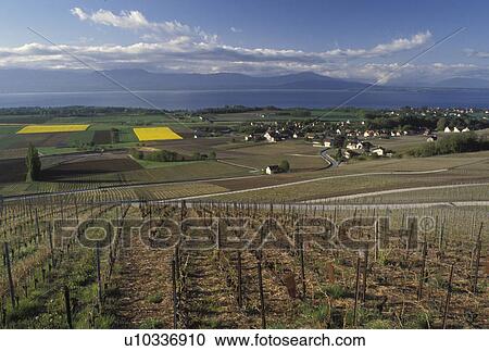 Switzerland, Vaud, La Cote, Fechy, Lake Geneva, Europe, Scenic view of the countryside covered with vineyards and the village of Fechy in the spring along Lac Leman in the Canton of Vaud. View Large Photo Image Stock Image - Switzerland, Vaud, La Cote, Fechy, Lake Geneva, Europe, Scenic view of the countryside covered with vineyards and the village of Fechy in the spring along Lac Leman in the Canton of Vaud. . Fotosearch