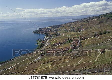 Stock Photo -  Switzerland, Vaud, Lake Geneva, Lavaux, Europe, Scenic view of a village surrounded by vineyards along the lakeshore of Lac Leman in the spring in the Canton of Vaud.. Fotosearch