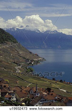 Stock Image -  Switzerland, Vaud, Lavaux, Lake Geneva, Europe, Picturesque village of Riex surrounded by vineyards along the lakeshore of Lac Leman in the spring in the Canton of Vaud. Scenic view of the Alps across Lake Geneva.. Fotosearch