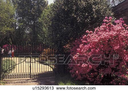Theodore, AL, Alabama, Bellingraph Gardens & Home, azaleas View Large Photo Image Stock Image - Theodore, AL, Alabama, Bellingraph Gardens & Home, azaleas. Fotosearch