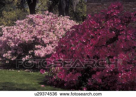 Stock Photograph -  Theodore, AL, Alabama, Bellingraph Gardens & Home, azaleas. Fotosearch