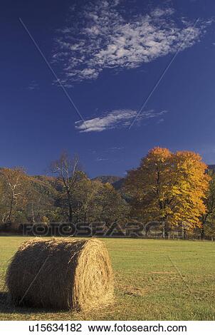 TN, Tennessee, Great Smoky Mountains National Park, Cades Cove, fall, hay bales View Large Photo Image Stock Image - TN, Tennessee, Great Smoky Mountains National Park, Cades Cove, fall, hay bales. Fotosearch