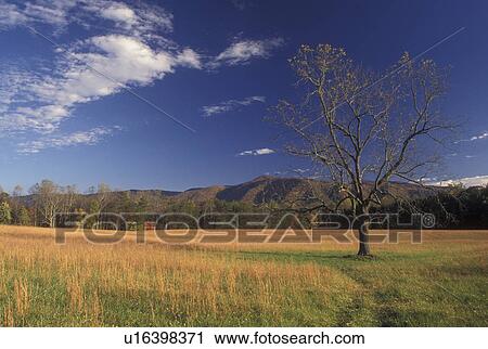 TN, Tennessee, Great Smoky Mountains National Park, Cades Cove, fall View Large Photo Image Stock Image - TN, Tennessee, Great Smoky Mountains National Park, Cades Cove, fall. Fotosearch