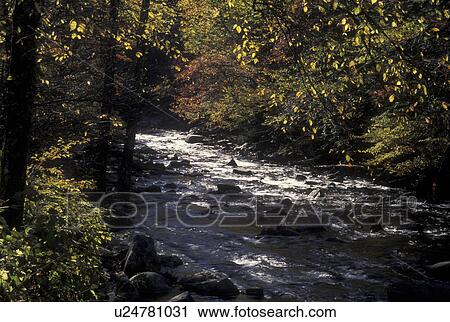 TN, Tennessee, Great Smoky Mountains National Park, Little River, fall View Large Photo Image Stock Image - TN, Tennessee, Great Smoky Mountains National Park, Little River, fall. Fotosearch