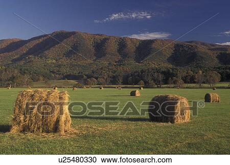 Stock Image -  TN, Tennessee, Great Smoky Mountains National Park, Cades Cove, fall, hay bales. Fotosearch
