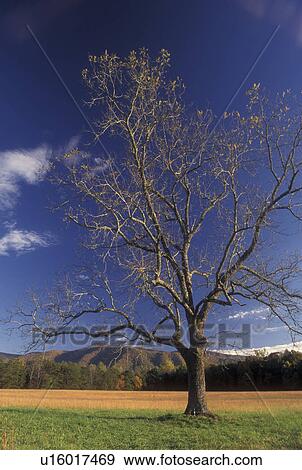 Stock Photo -  TN, Tennessee, Great Smoky Mountains National Park, Cades Cove, fall. Fotosearch