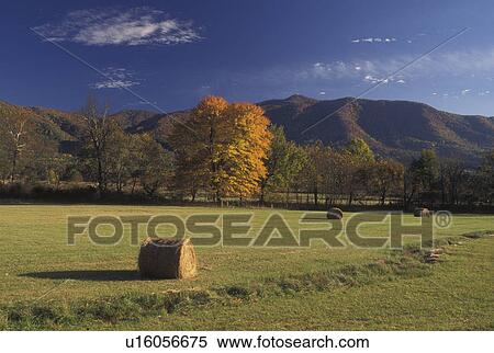 TN, Tennessee, Great Smoky Mountains National Park, Cades Cove, fall, hay bales View Large Photo Image Stock Photography - TN, Tennessee, Great Smoky Mountains National Park, Cades Cove, fall, hay bales. Fotosearch