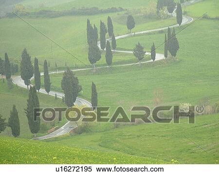 Toscana, Tuscany, Italy, Monticchiello, Europe, Tall thin cypress trees line a winding road outside the town of Monticchiello. View Large Photo Image Stock Photography - Toscana, Tuscany, Italy, Monticchiello, Europe, Tall thin cypress trees line a winding road outside the town of Monticchiello.. Fotosearch
