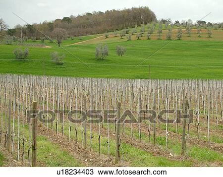 Tuscany, Italy, Chianti, Toscana, Europe, Castelnuevo Berardenga, Vineyards in the Chianti Wine Region. View Large Photo Image Stock Image - Tuscany, Italy, Chianti, Toscana, Europe, Castelnuevo Berardenga, Vineyards in the Chianti Wine Region.. Fotosearch