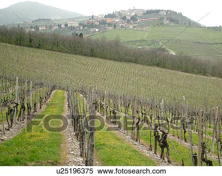 Tuscany, Italy, Chianti, Toscana, Europe, Scenic view of the town of Gaiole in Chianti and vineyards in the Chianti Wine Region. View Large Photo Image Stock Photography - Tuscany, Italy, Chianti, Toscana, Europe, Scenic view of the town of Gaiole in Chianti and vineyards in the Chianti Wine Region.. Fotosearch