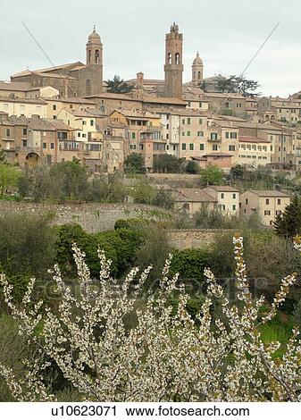 Stock Image -  Tuscany, Italy, Montalcino, Toscana, Europe, View of the medieval hilltown of Montalcino in Tuscany in the spring.. Fotosearch