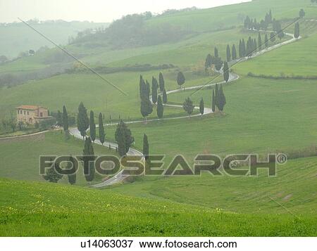 Tuscany, Monticchiello, Toscana, Italy, Europe, Tall thin cypress trees line a winding road outside the town of Monticchiello. View Large Photo Image Stock Photo - Tuscany, Monticchiello, Toscana, Italy, Europe, Tall thin cypress trees line a winding road outside the town of Monticchiello.. Fotosearch