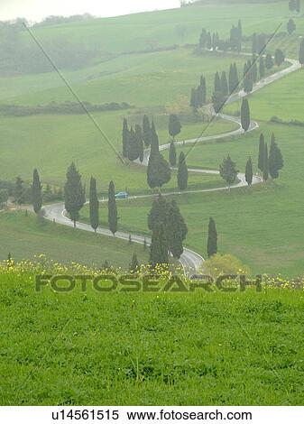 Tuscany, Toscana, Italy, Monticchiello, Europe, Tall thin cypress trees line a winding road outside the town of Monticchiello. View Large Photo Image Stock Photography - Tuscany, Toscana, Italy, Monticchiello, Europe, Tall thin cypress trees line a winding road outside the town of Monticchiello.. Fotosearch