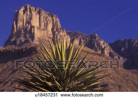TX, Texas, Guadalupe Mountains National Park, El Captain View Large Photo Image Stock Image - TX, Texas, Guadalupe Mountains National Park, El Captain. Fotosearch