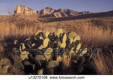 TX, Texas, Guadalupe Mountains National Park, cactus View Large Photo Image Stock Photo - TX, Texas, Guadalupe Mountains National Park, cactus. Fotosearch