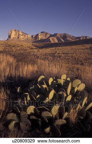 TX, Texas, Guadalupe Mountains National Park, cactus View Large Photo Image Stock Photo - TX, Texas, Guadalupe Mountains National Park, cactus. Fotosearch