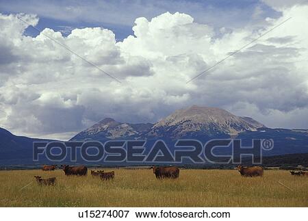 Stock Photo -  UT, Utah, Herd of beef cattle grazing in a field in La Sal . Fotosearch