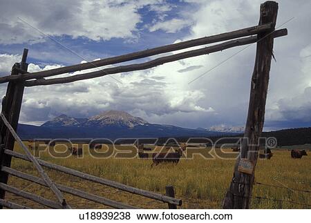 Stock Photo -  UT, Utah, Herd of beef cattle grazing in a field in La Sal . Fotosearch