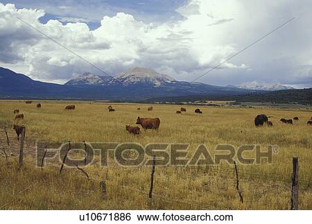 Stock Photograph -  UT, Utah, Herd of beef cattle grazing in a field in La Sal . Fotosearch