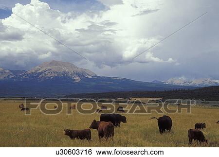 UT, Utah, Herd of beef cattle grazing in a field in La Sal View Large Photo Image Stock Photograph - UT, Utah, Herd of beef cattle grazing in a field in La Sal . Fotosearch