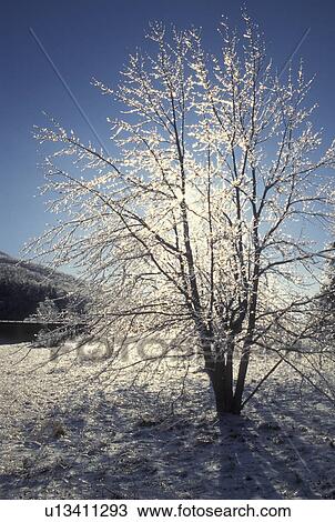 VA, Virginia, Shenandoah National Park, ice on trees, winter View Large Photo Image Stock Image - VA, Virginia, Shenandoah National Park, ice on trees, winter. Fotosearch