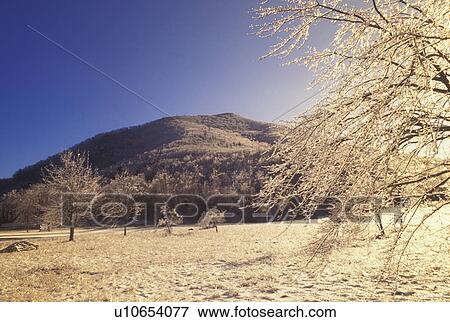 VA, Virginia, Shenandoah National Park, ice on trees, winter View Large Photo Image Stock Photo - VA, Virginia, Shenandoah National Park, ice on trees, winter. Fotosearch