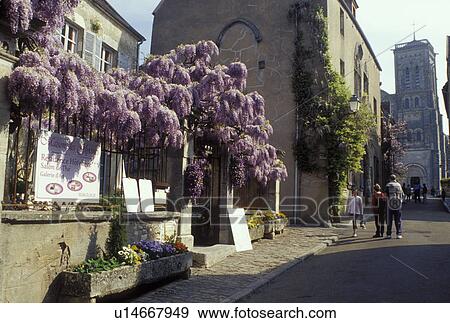 Veselay, Burgundy, France, Yonne, Bourgogne, Europe, wine region, Wisteria decorates the entrance to a restaurant in the picturesque town of Veselay. View Large Photo Image Stock Photo - Veselay, Burgundy, France, Yonne, Bourgogne, Europe, wine region, Wisteria decorates the entrance to a restaurant in the picturesque town of Veselay.. Fotosearch